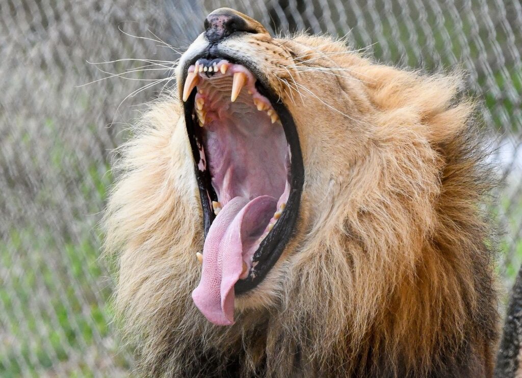oklahoma city zoo in the adventure district is great for families
