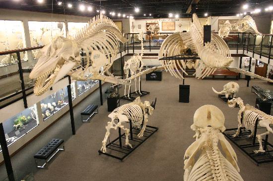 visit the museum of osteology